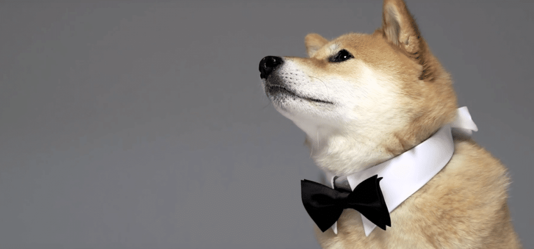 柴犬 Shiba inu