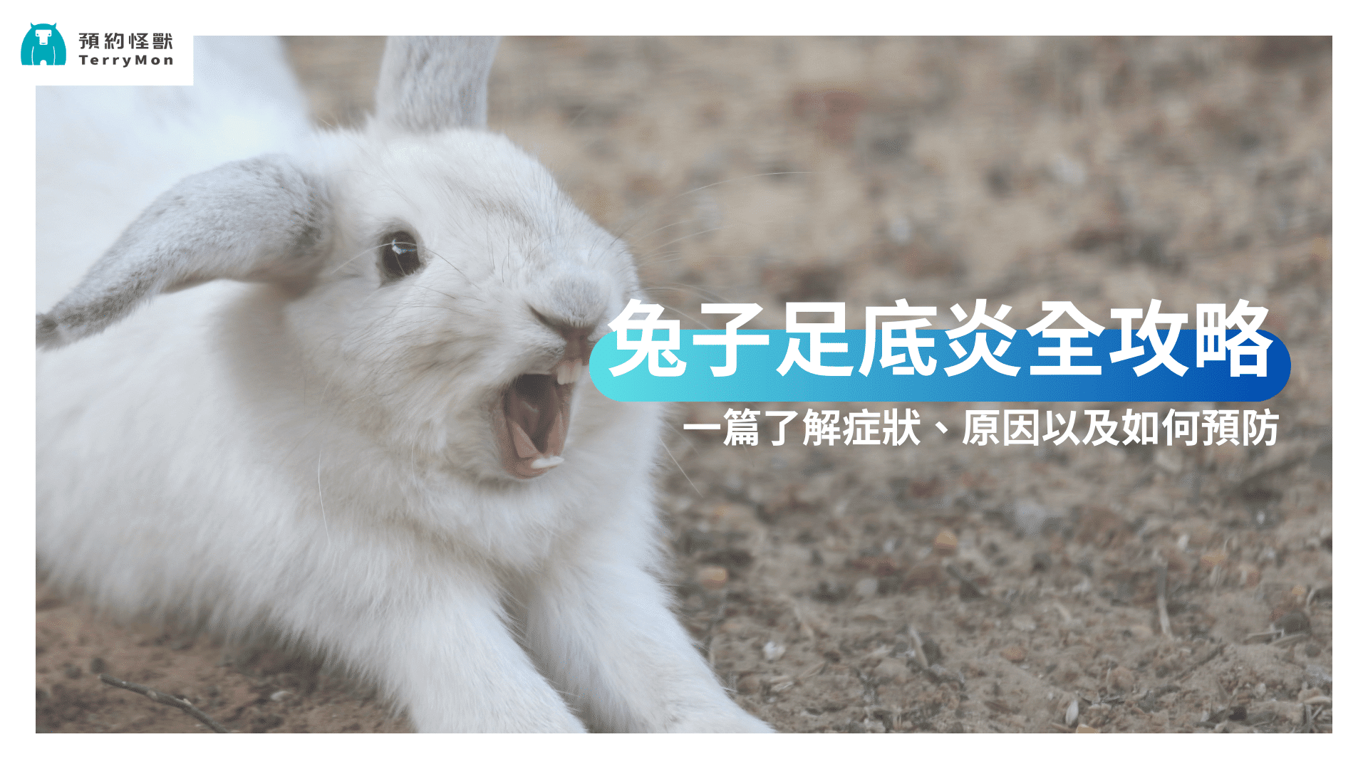 腳腳痛痛！兔子足底炎全攻略：症狀、原因、治療與預防方式一次看