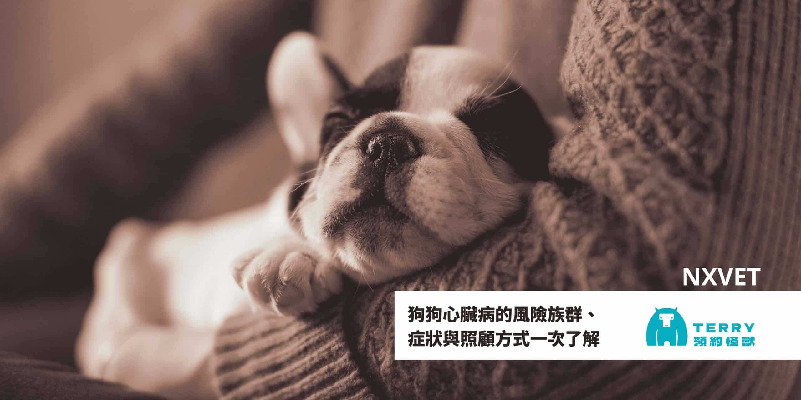 老了就會得心臟病？狗狗心臟病的風險族群、症狀與照顧方式一次了解
