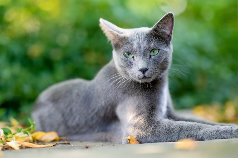 俄羅斯藍貓性格穩定又高冷？飼養重點與歷史特徵一次看