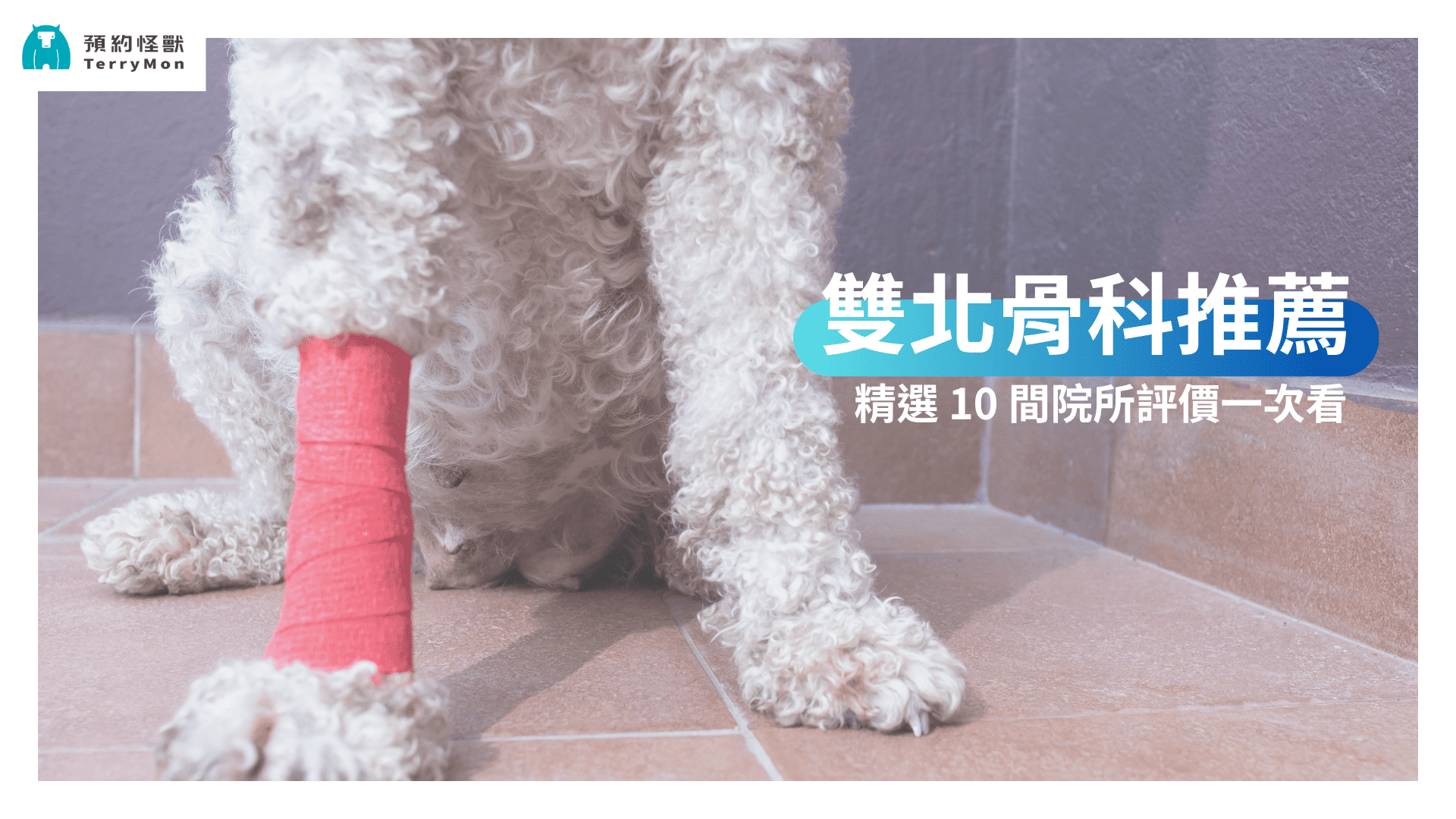 雙北動物醫院骨科推薦：台北市與新北市 10 間骨科動物醫院整理