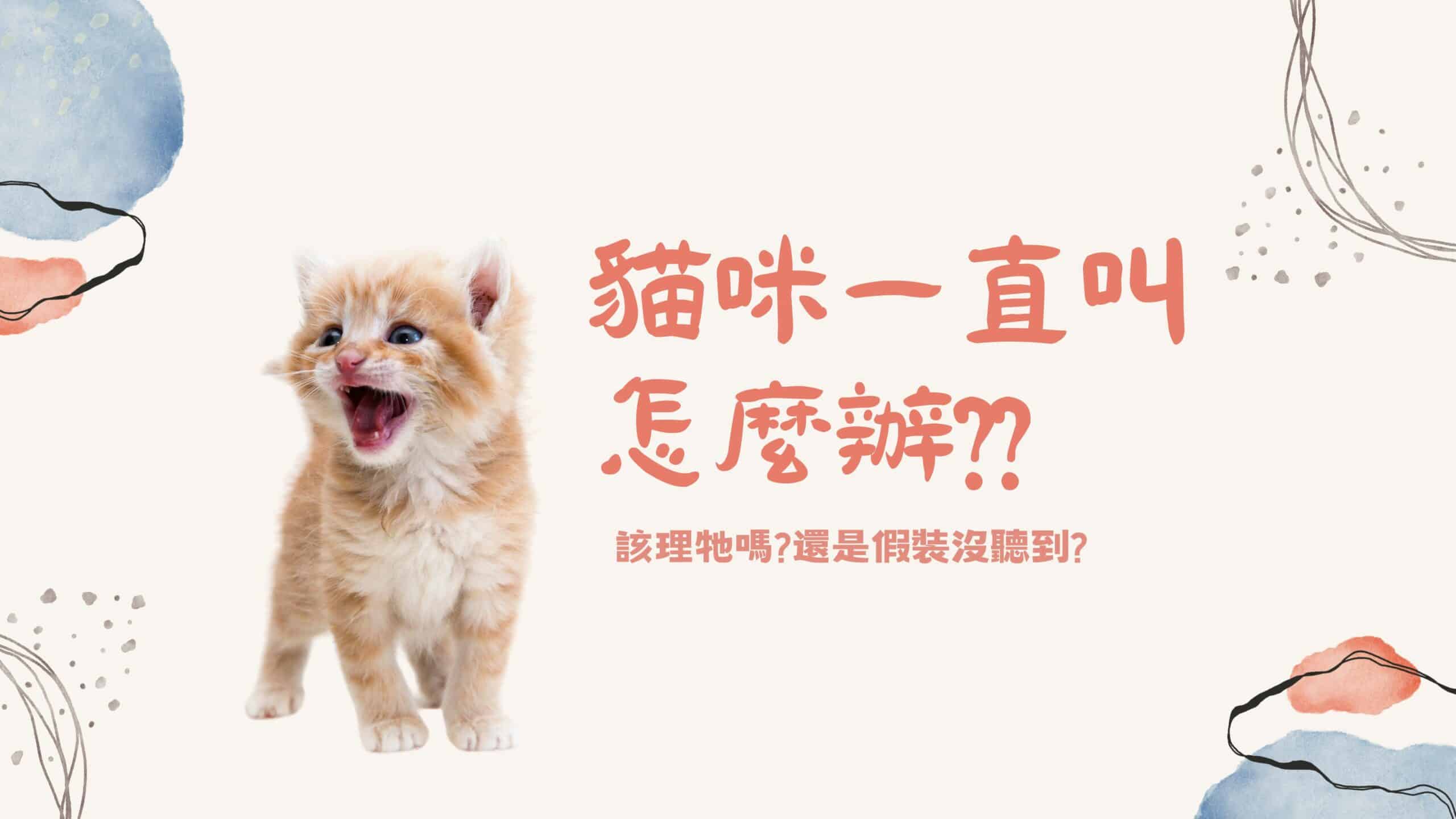 寵物日常｜貓咪一直叫