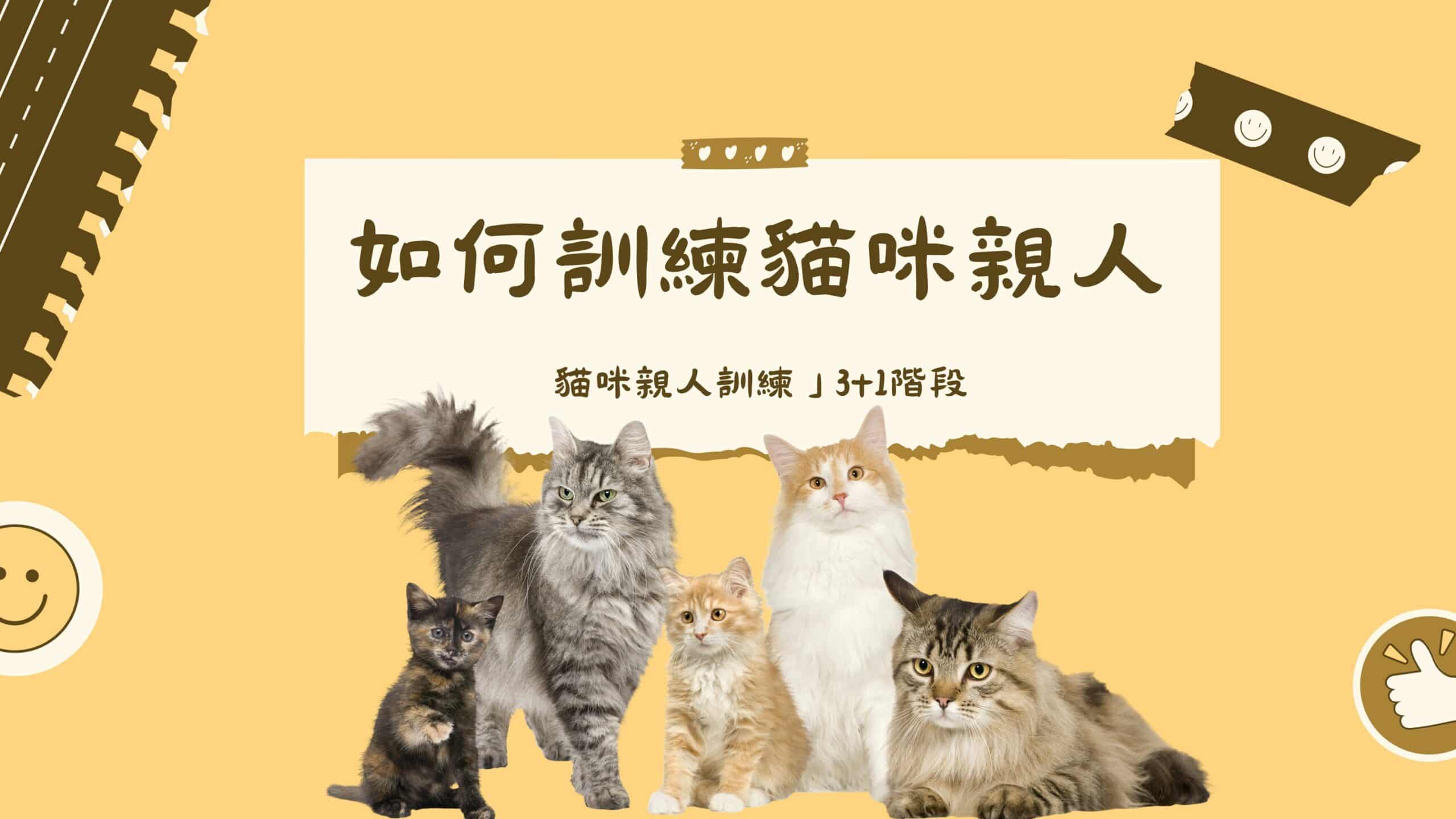 親人萌貓好可愛！友善的「貓咪親人訓練」3+1階段