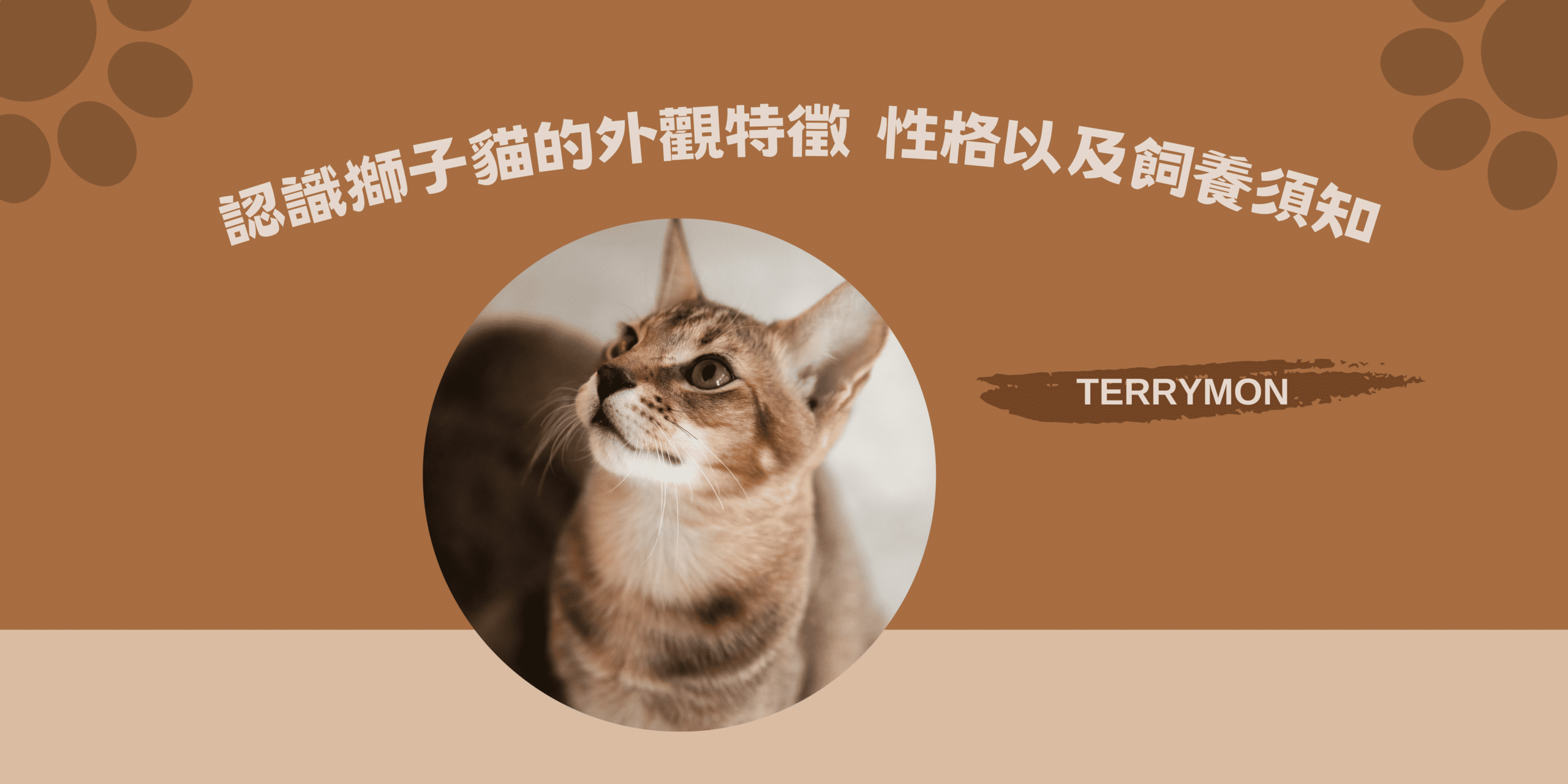 認識獅子貓的外觀特徵、性格以及飼養須知！黃金瞳孔中的神秘王者！