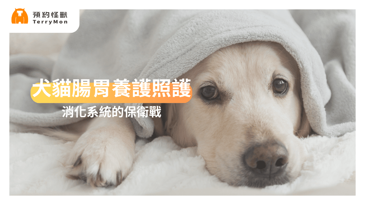 犬貓腸胃養護照護：消化系統保衛戰