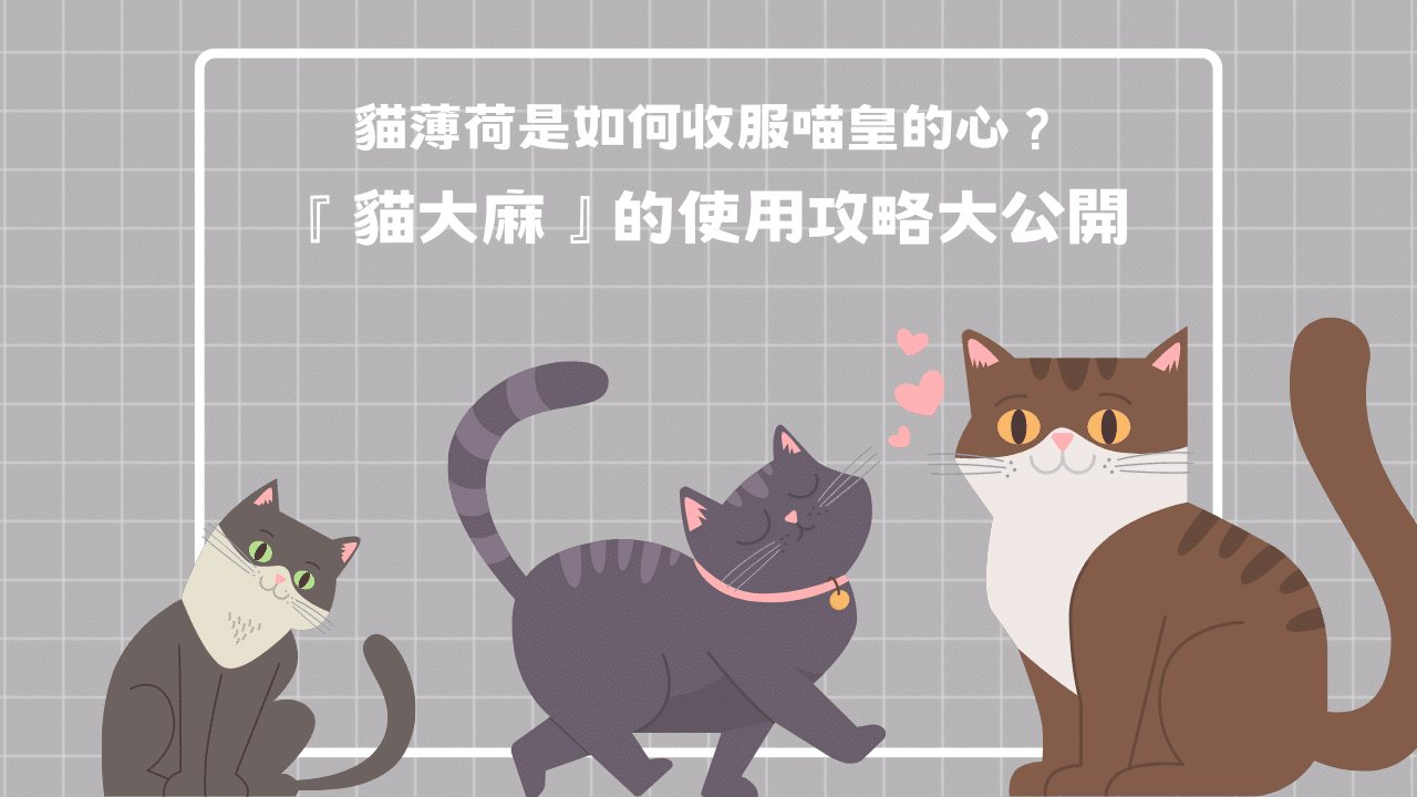 貓薄荷是如何收服喵皇的心？貓會因此上癮嗎？『貓大麻』的使用攻略大公開