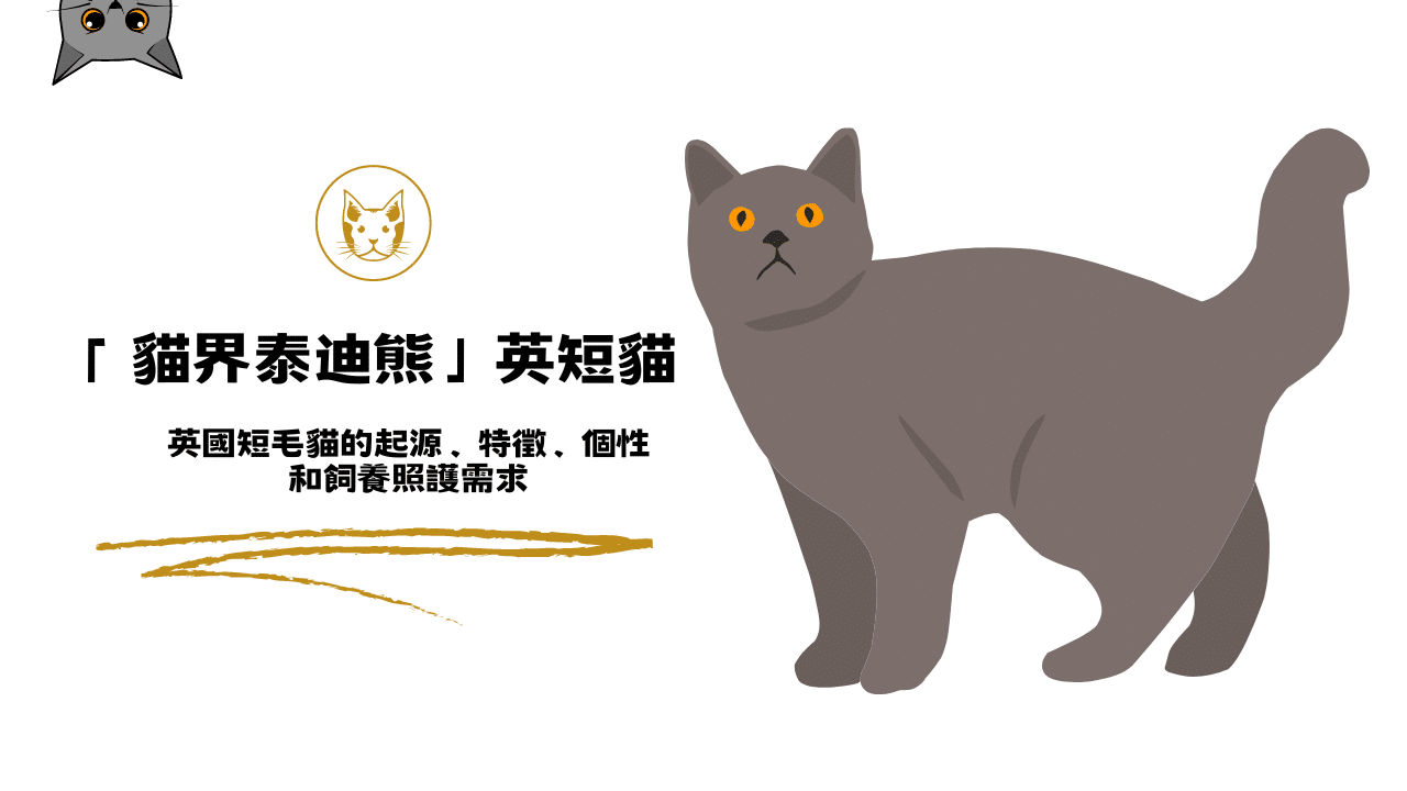 「貓界泰迪熊」英短貓！英國短毛貓特徵、個性和飼養照護需求