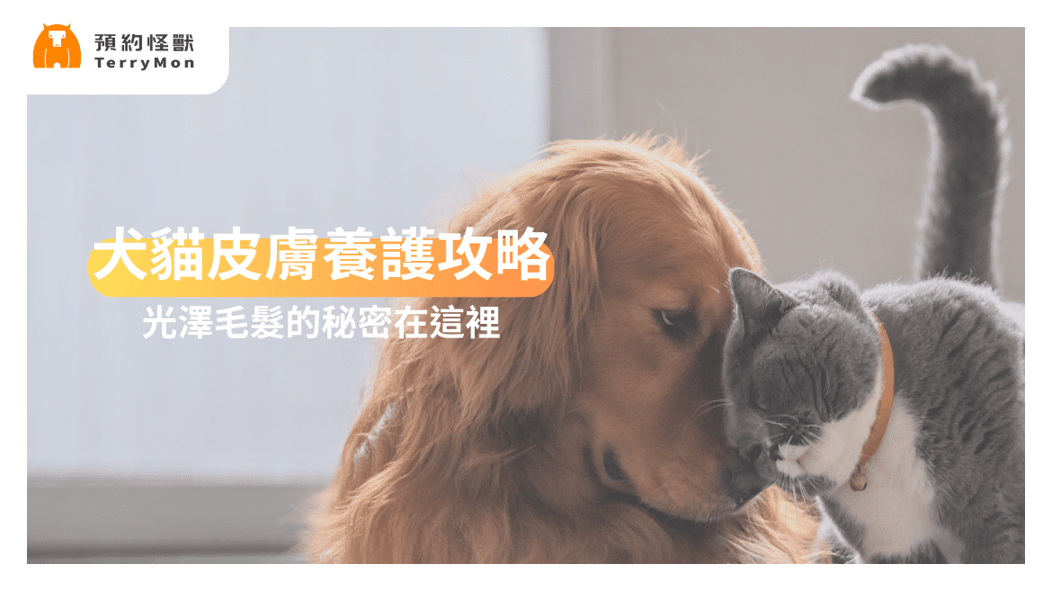 犬貓皮膚養護攻略：光澤毛髮的秘密！
