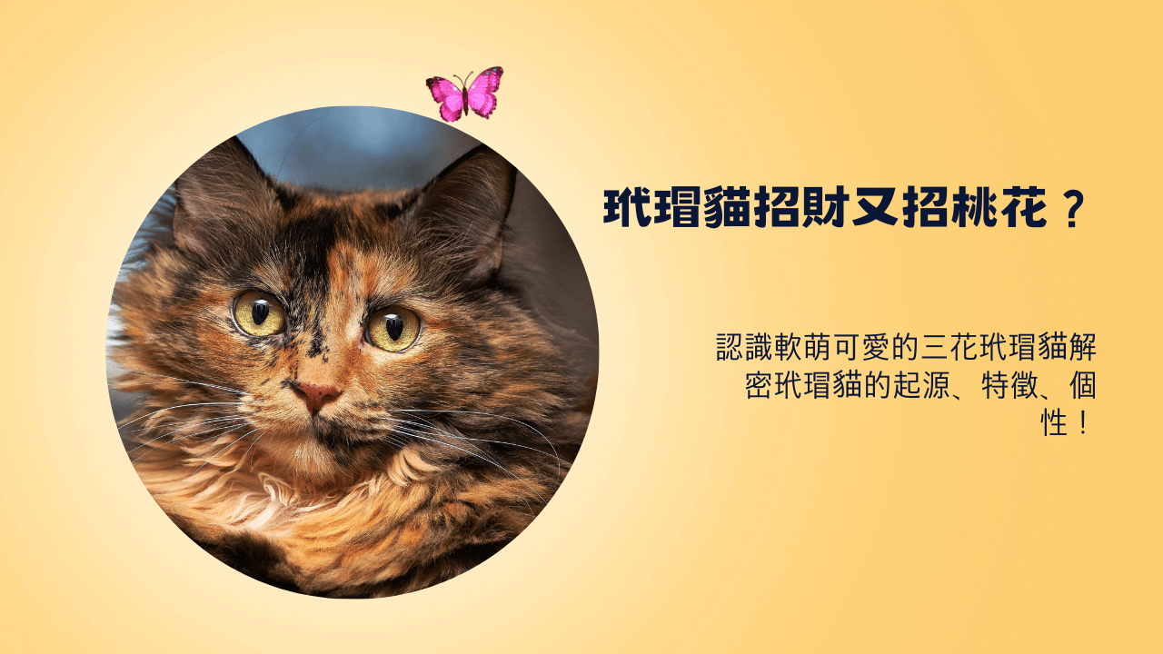 軟萌可愛的三花玳瑁貓 – 解密玳瑁貓的起源、特徵、個性！