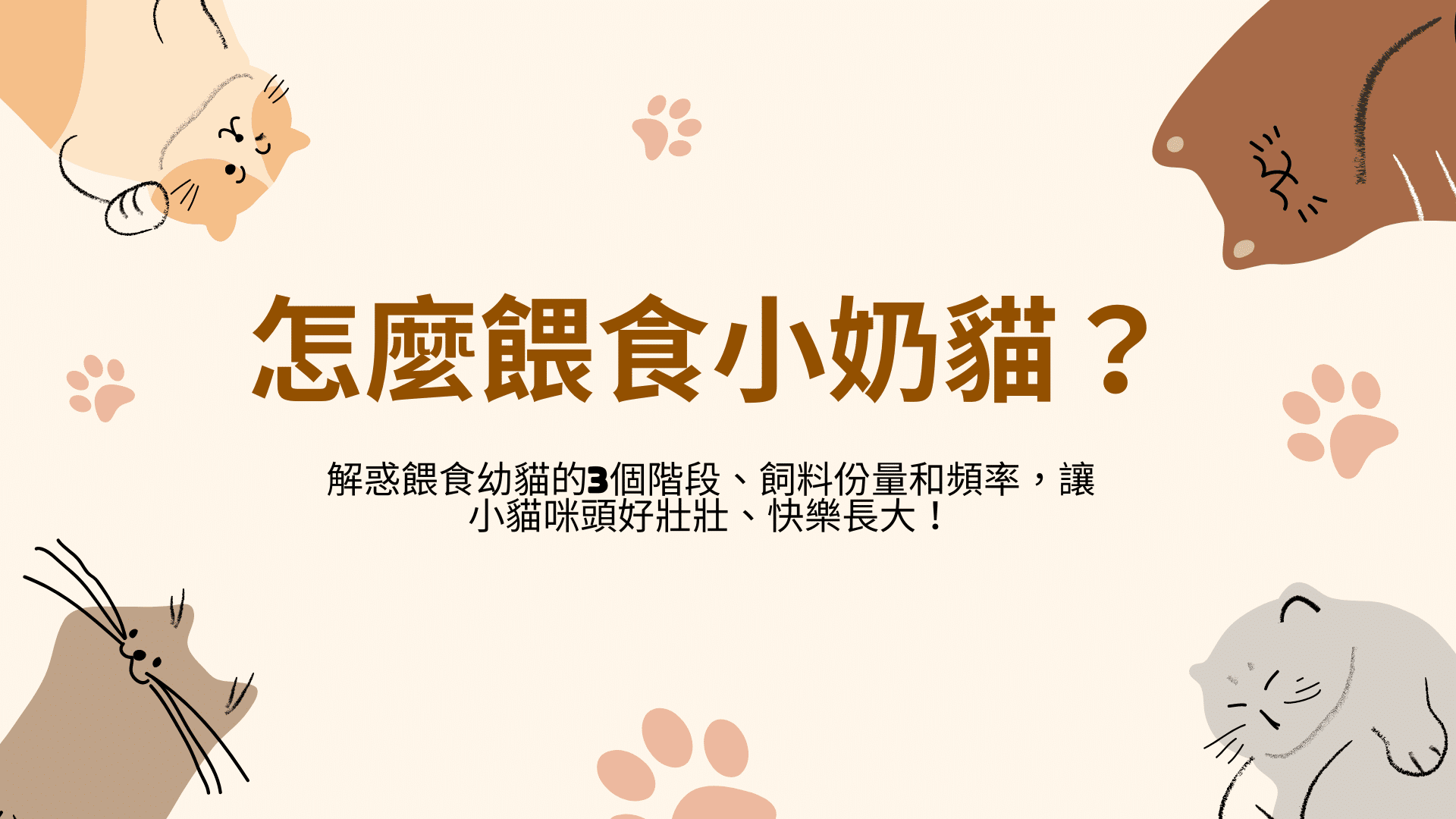 怎麼餵食小奶貓？解惑餵食幼貓的3個階段、飼料份量和頻率