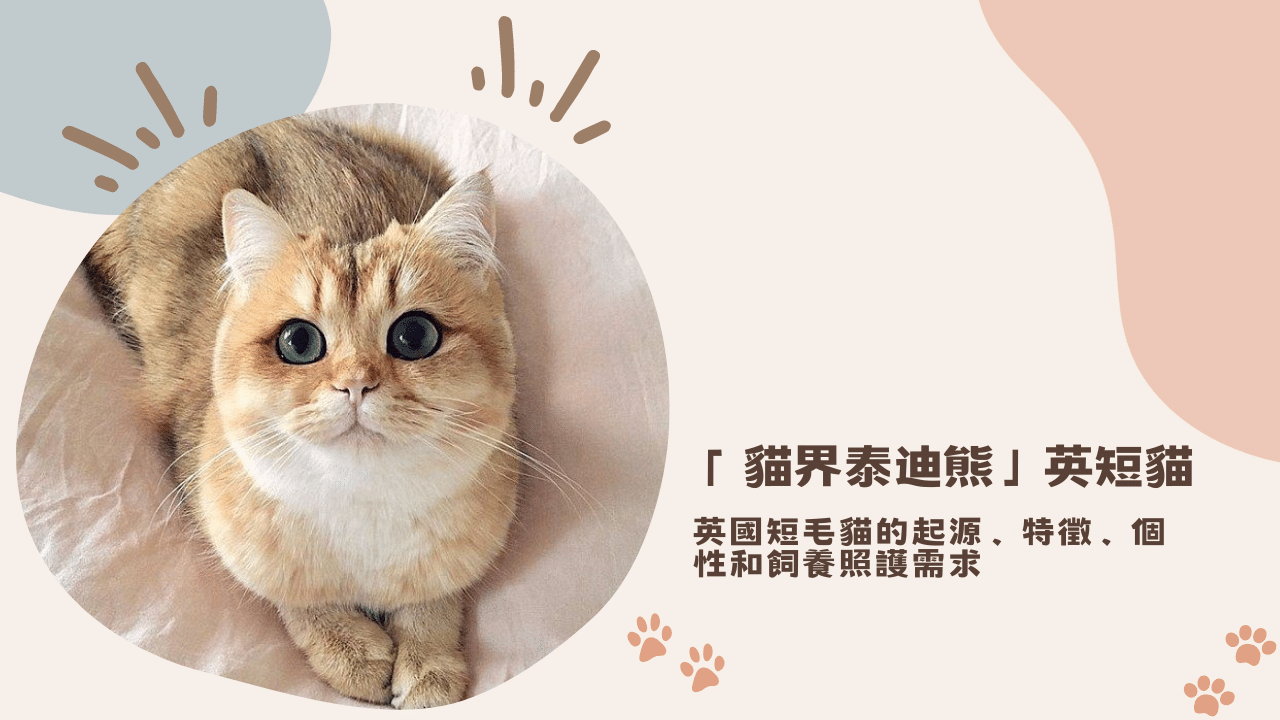 認識「貓界泰迪熊」英短貓！短毛貓的起源、特徵、個性和飼養照護需求