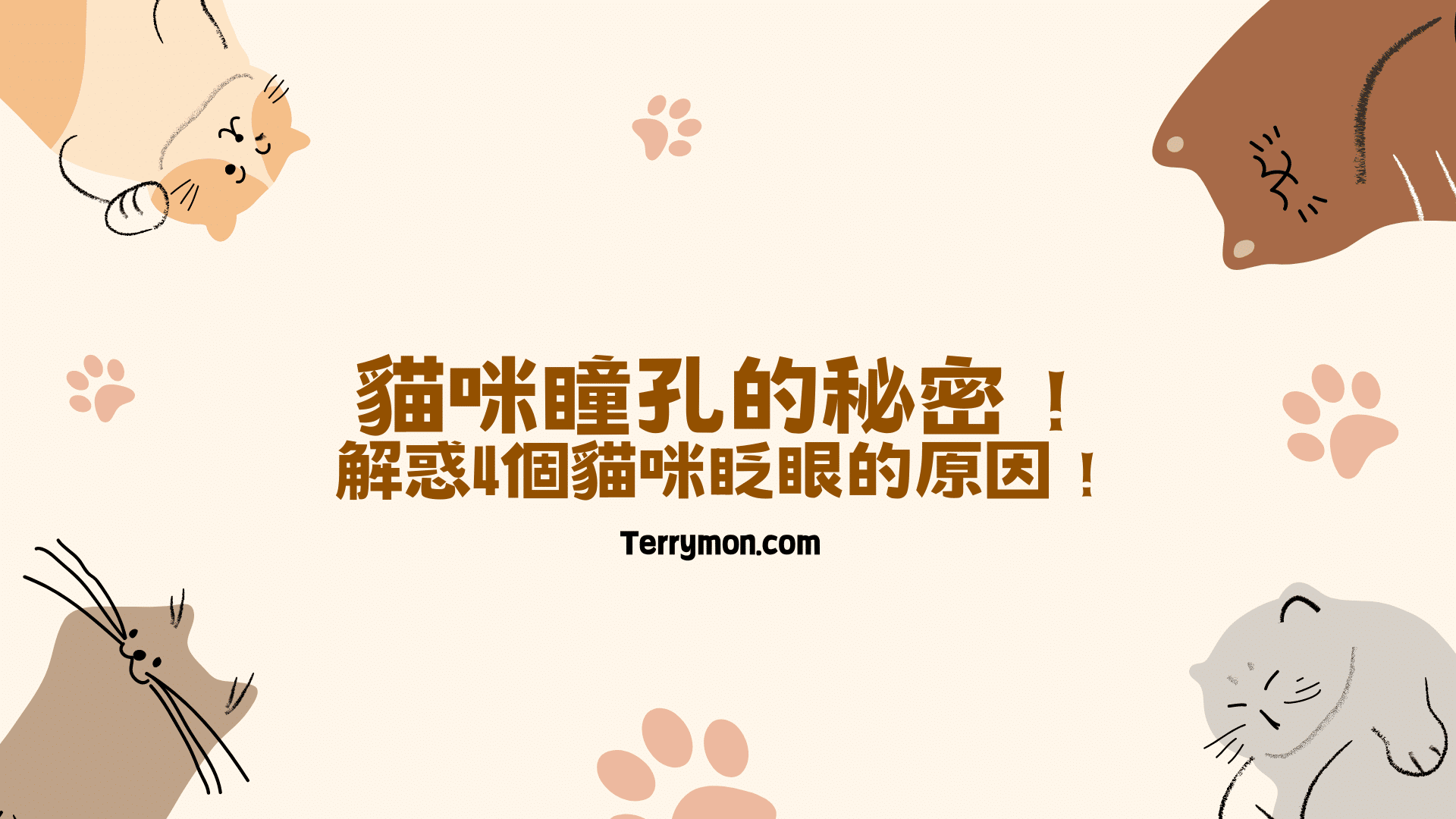 貓咪瞳孔的秘密！解惑4個貓咪眨眼的原因！