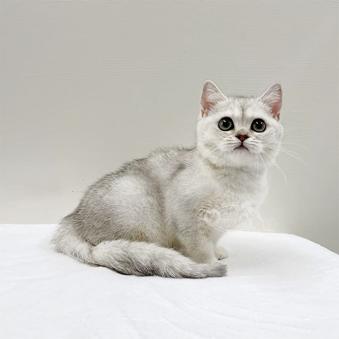 英國短毛貓 British Shorthair