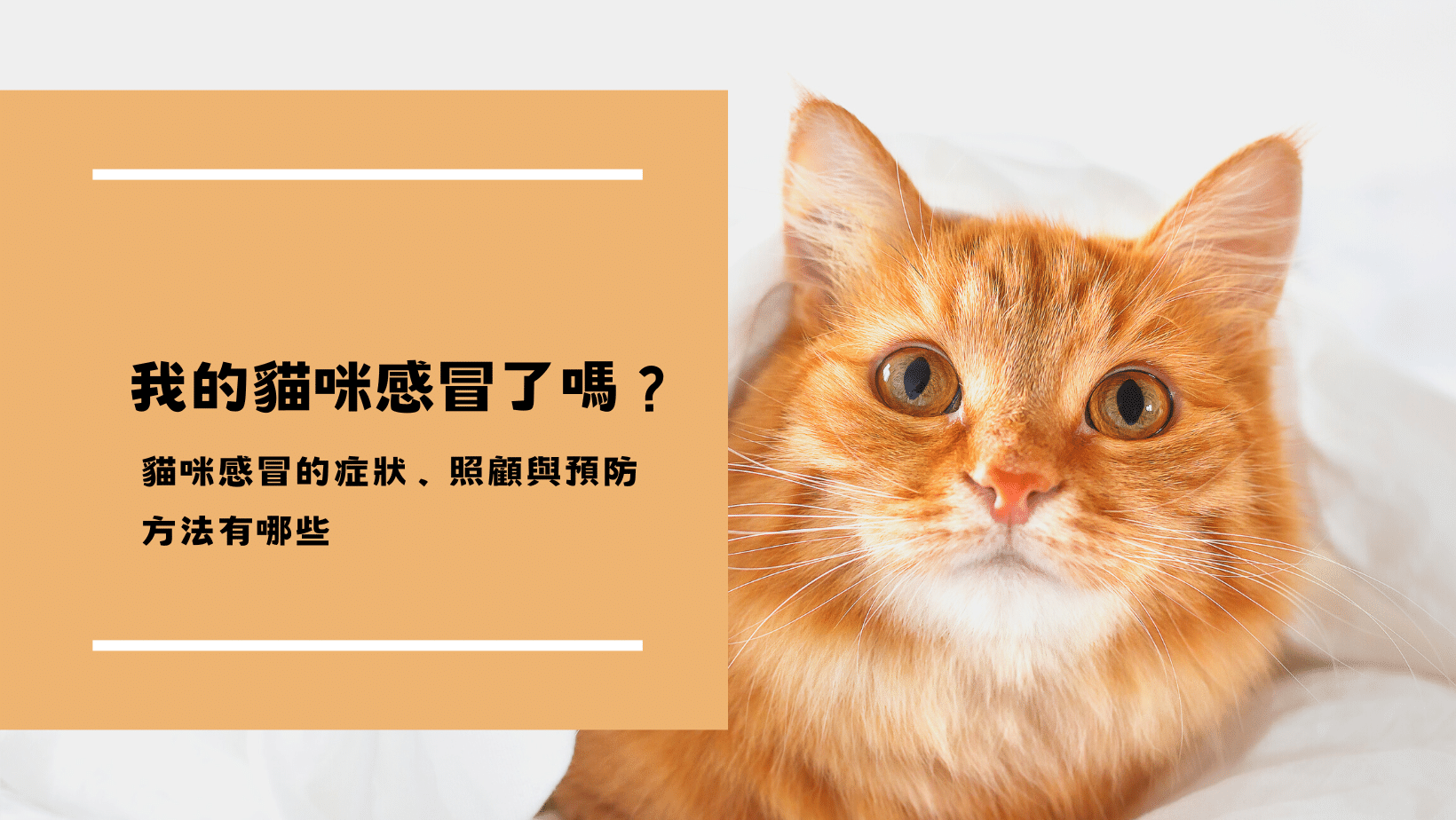 你的貓咪感冒了嗎？貓咪感冒的症狀、照顧與預防方法有哪些？