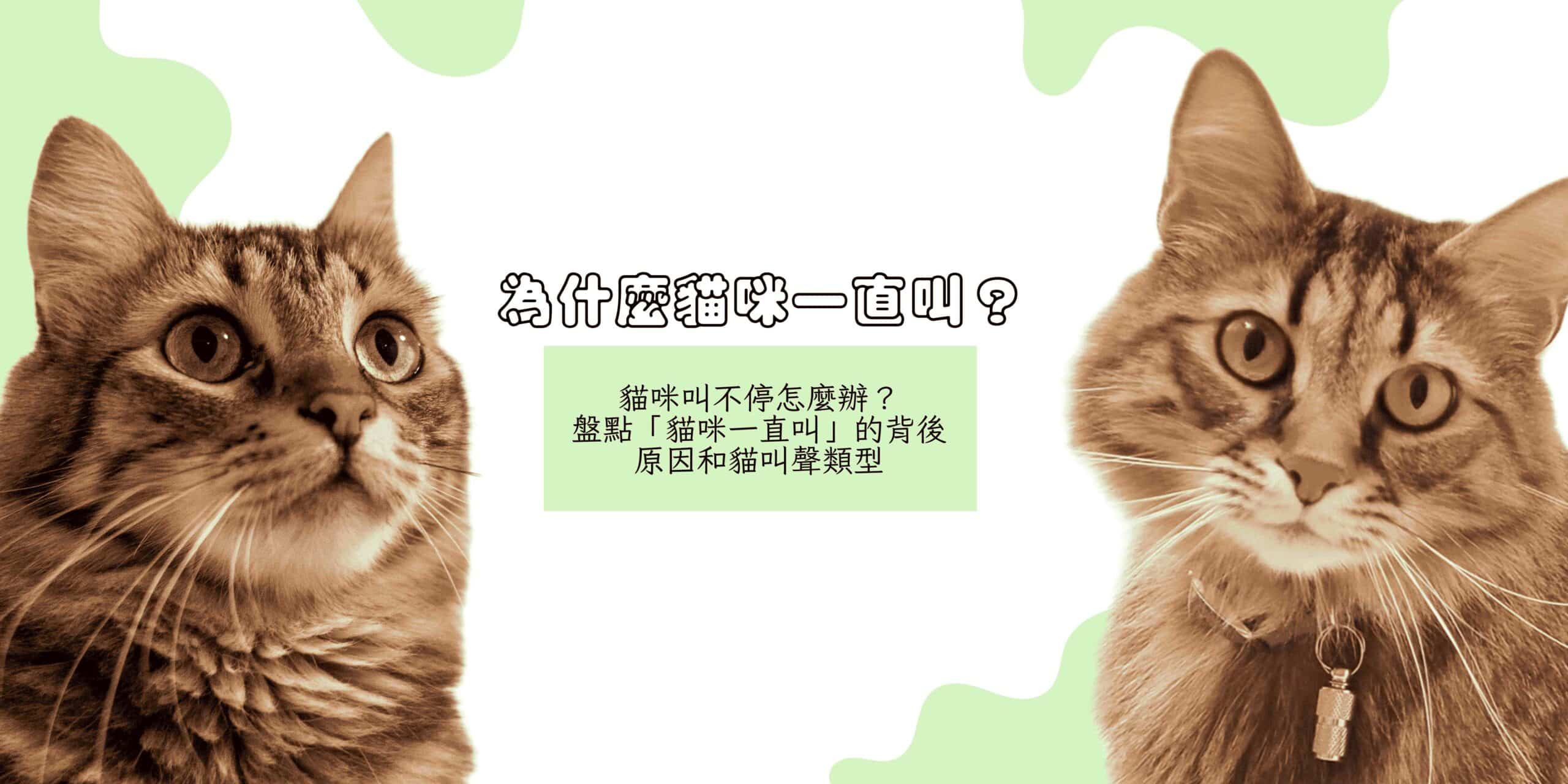 貓咪叫不停怎麼辦？盤點「貓咪一直叫」的背後原因和貓叫聲類型