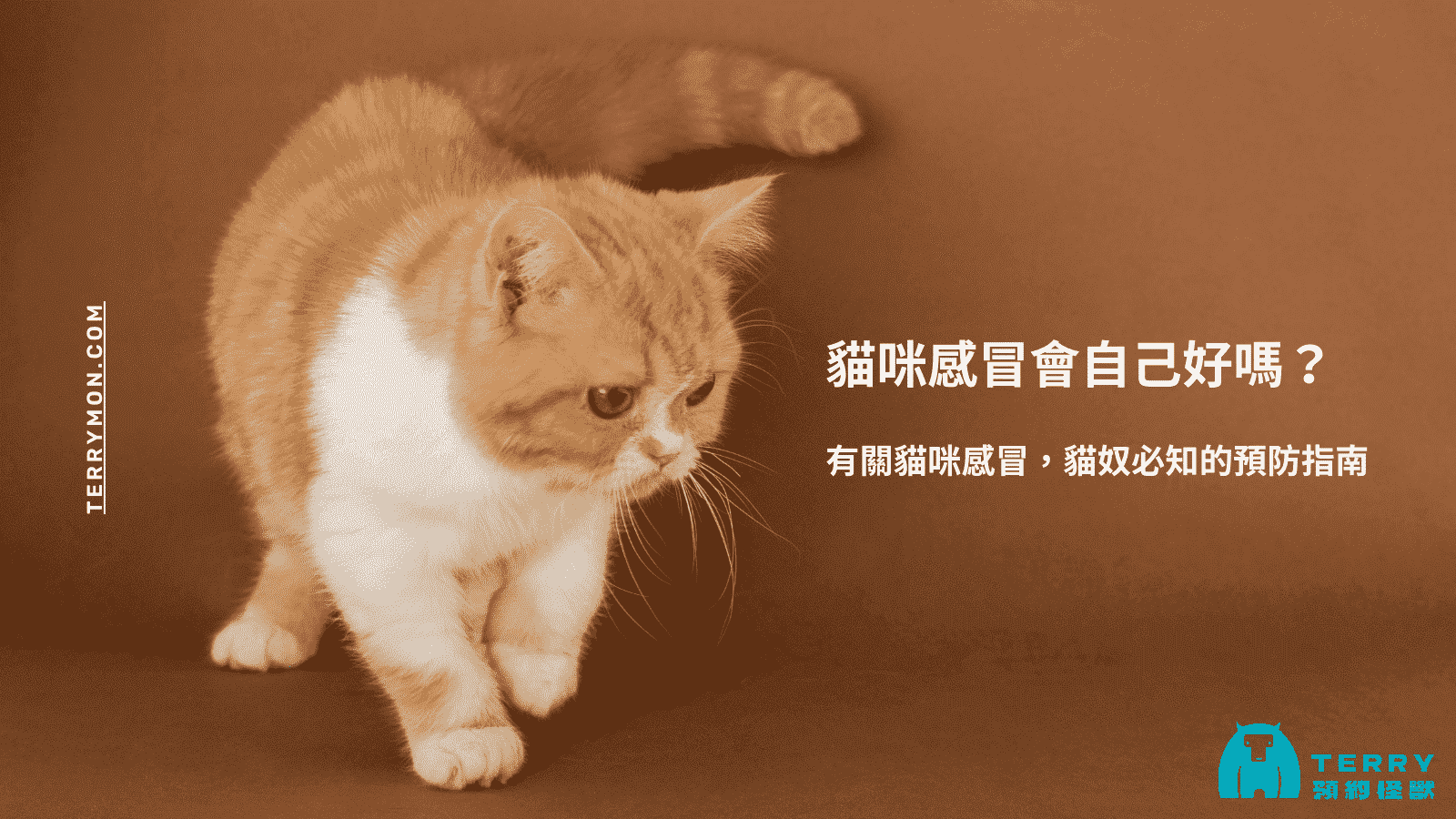 貓咪感冒不一定會自癒！3 大症狀和預防方法一次看
