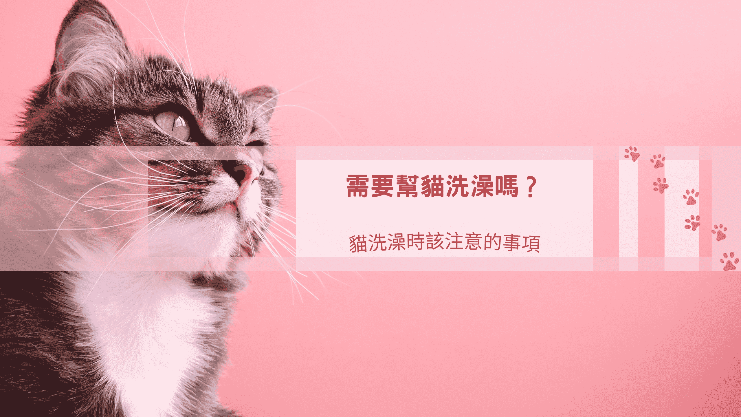 需要幫貓洗澡嗎？ 該注意的幾個完整指南！