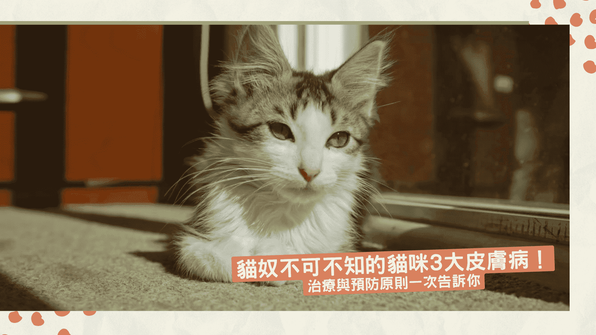 貓奴不可不知的貓咪3大皮膚病！治療與預防原則一次告訴你
