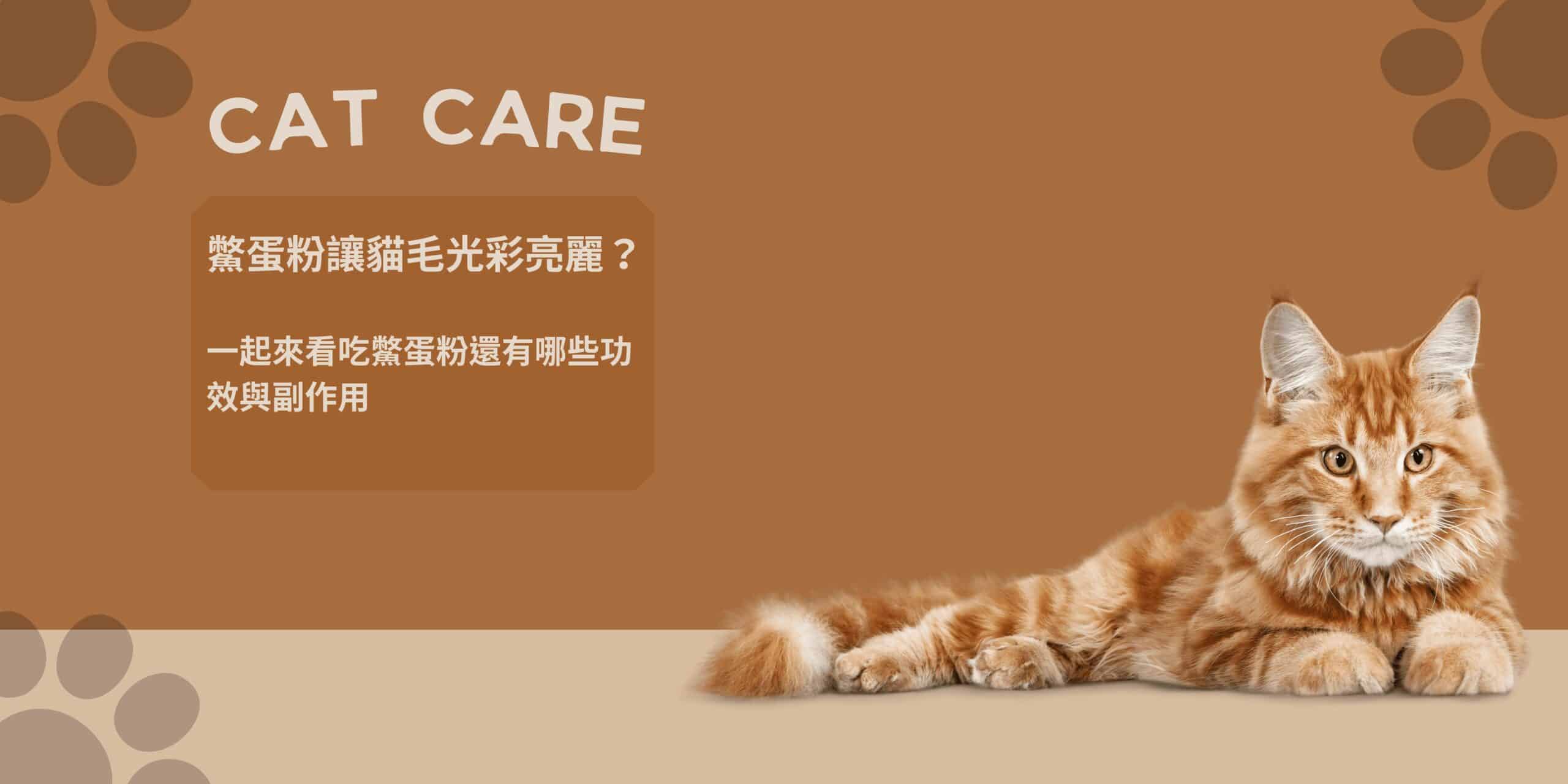 鱉蛋粉可以讓貓毛光彩亮麗？一起來看吃鱉蛋粉還有哪些功效與副作用