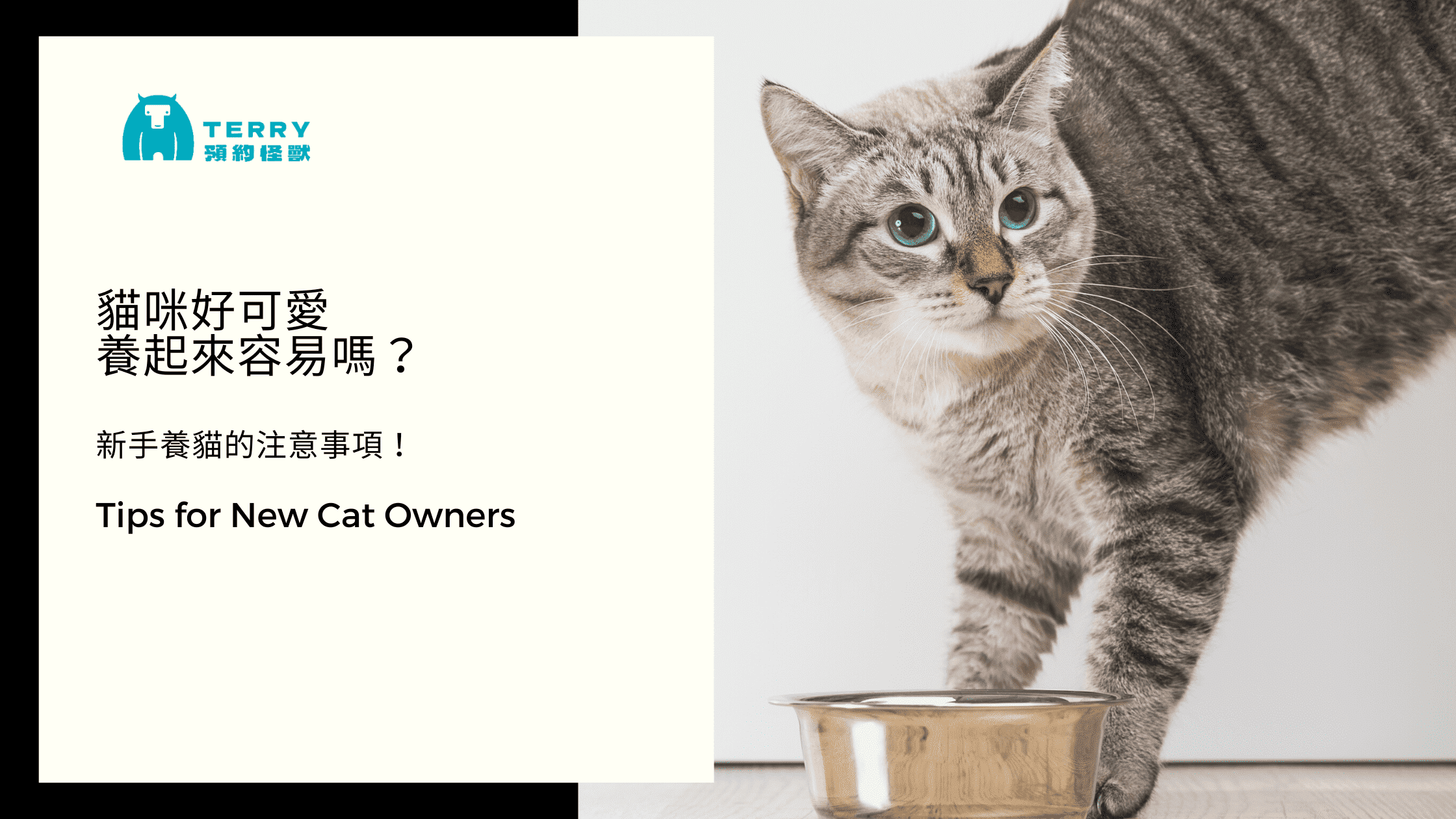 新手養貓必讀！如何給貓咪一個健康幸福的家？