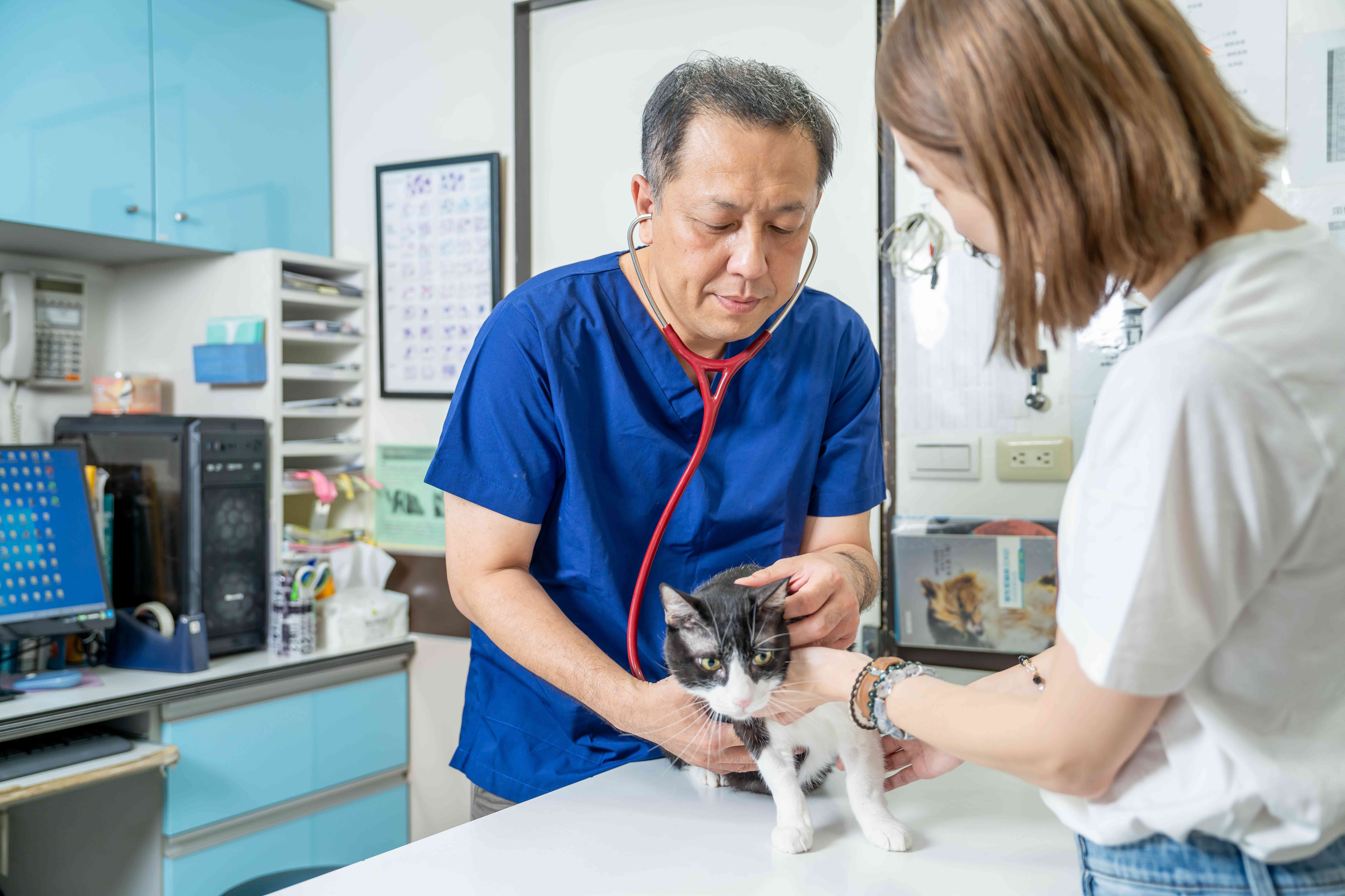 貓咪感染心絲蟲死亡率高達 100%  獸醫呼籲：每月定期投藥是關鍵