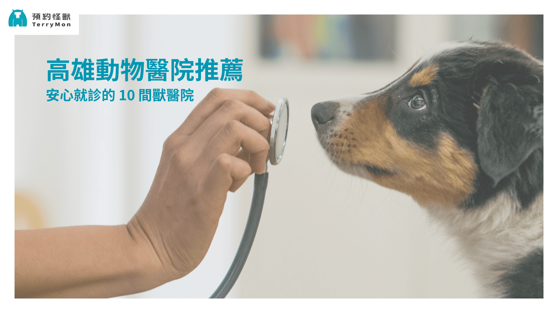 高雄動物醫院推薦｜讓毛孩安心就診的 10 間獸醫院一次看！