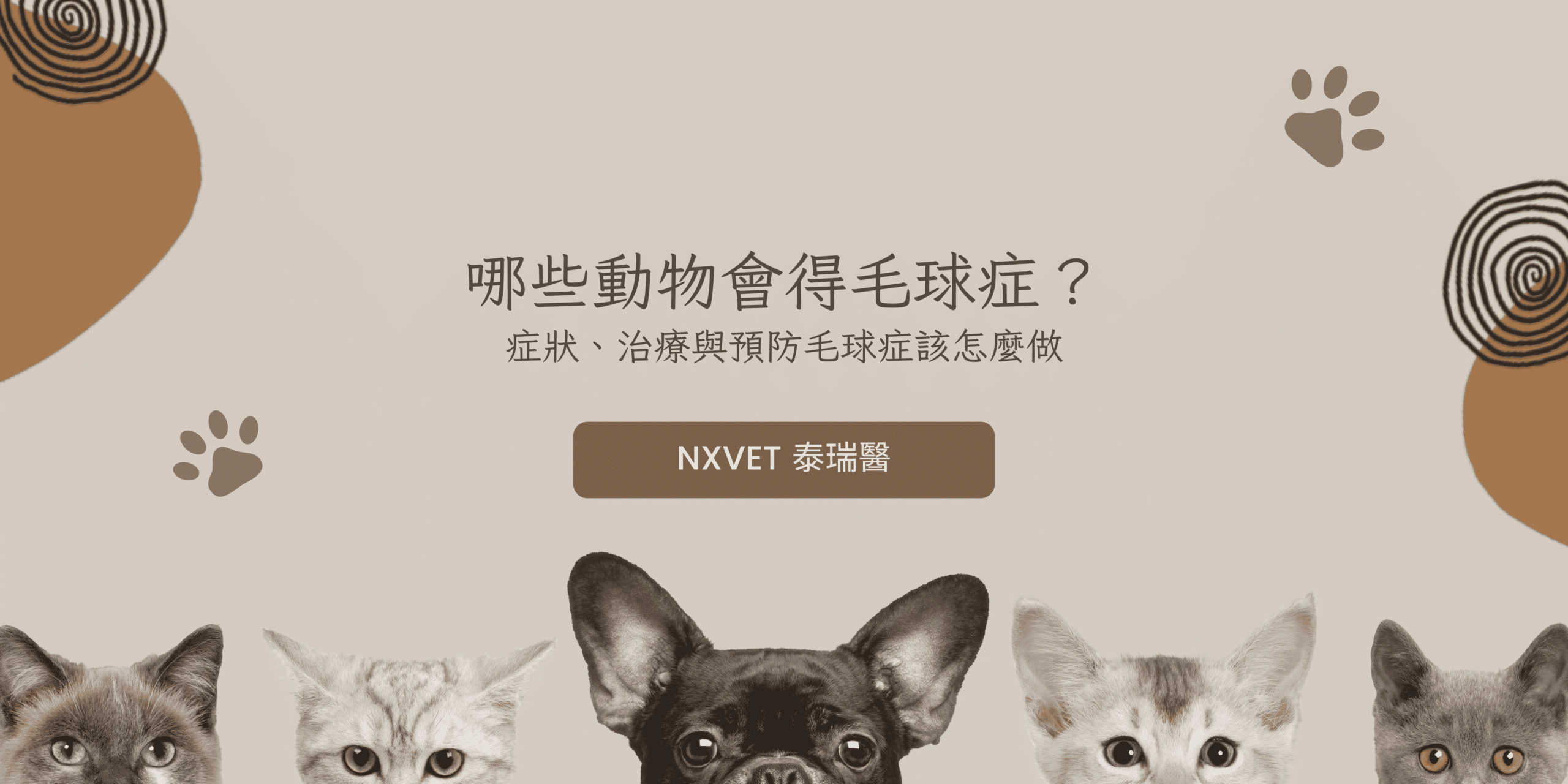 哪些動物會得毛球症？症狀、治療與預防毛球症該怎麼做