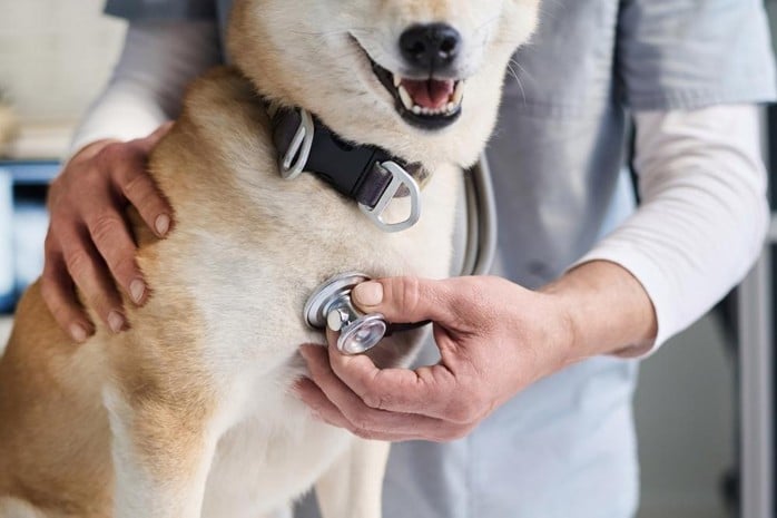 狗狗心臟病末期症狀別忽略！第三期能活多久？飼主照護一次看