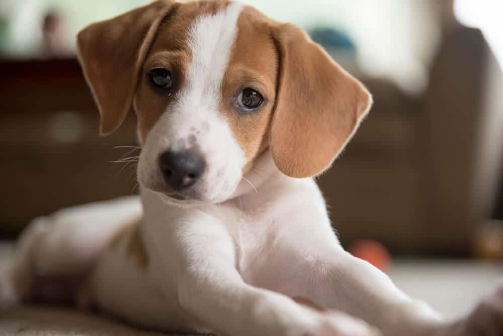 活潑聰明的小獵犬！Beagle 品種特性與飼主指南全攻略