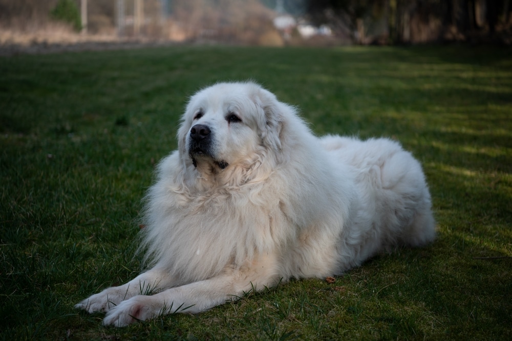 大白熊犬是羊群的守護神！深入瞭解大白熊犬個性與照顧方式