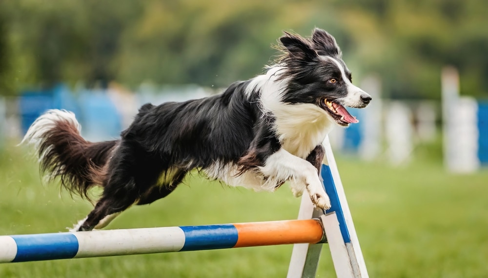 邊境牧羊犬聰明不用教？邊牧全介紹！了解這個聰明、忠誠的犬種