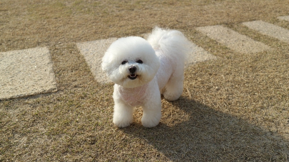 比熊犬魅力全解析：皇室最愛棉花糖萌犬，適合新手飼主嗎？