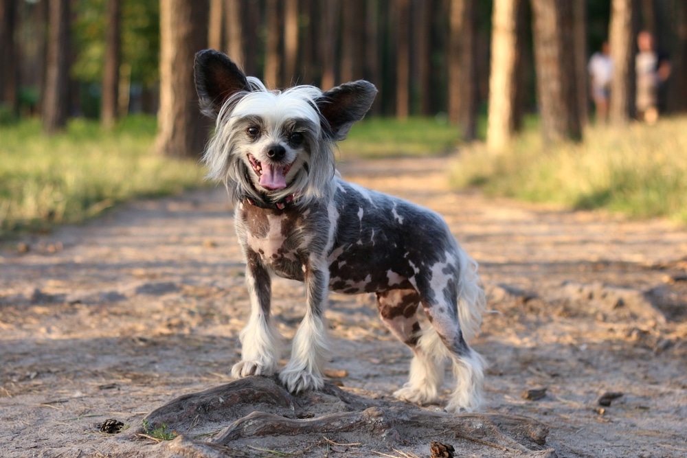 醜到好可愛！一起認識中國冠毛犬特徵、性格及照顧要點
