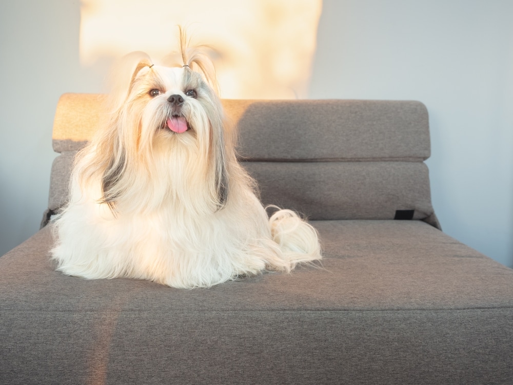 西施犬全攻略！性格特點、飼養重點與優缺點一次看懂