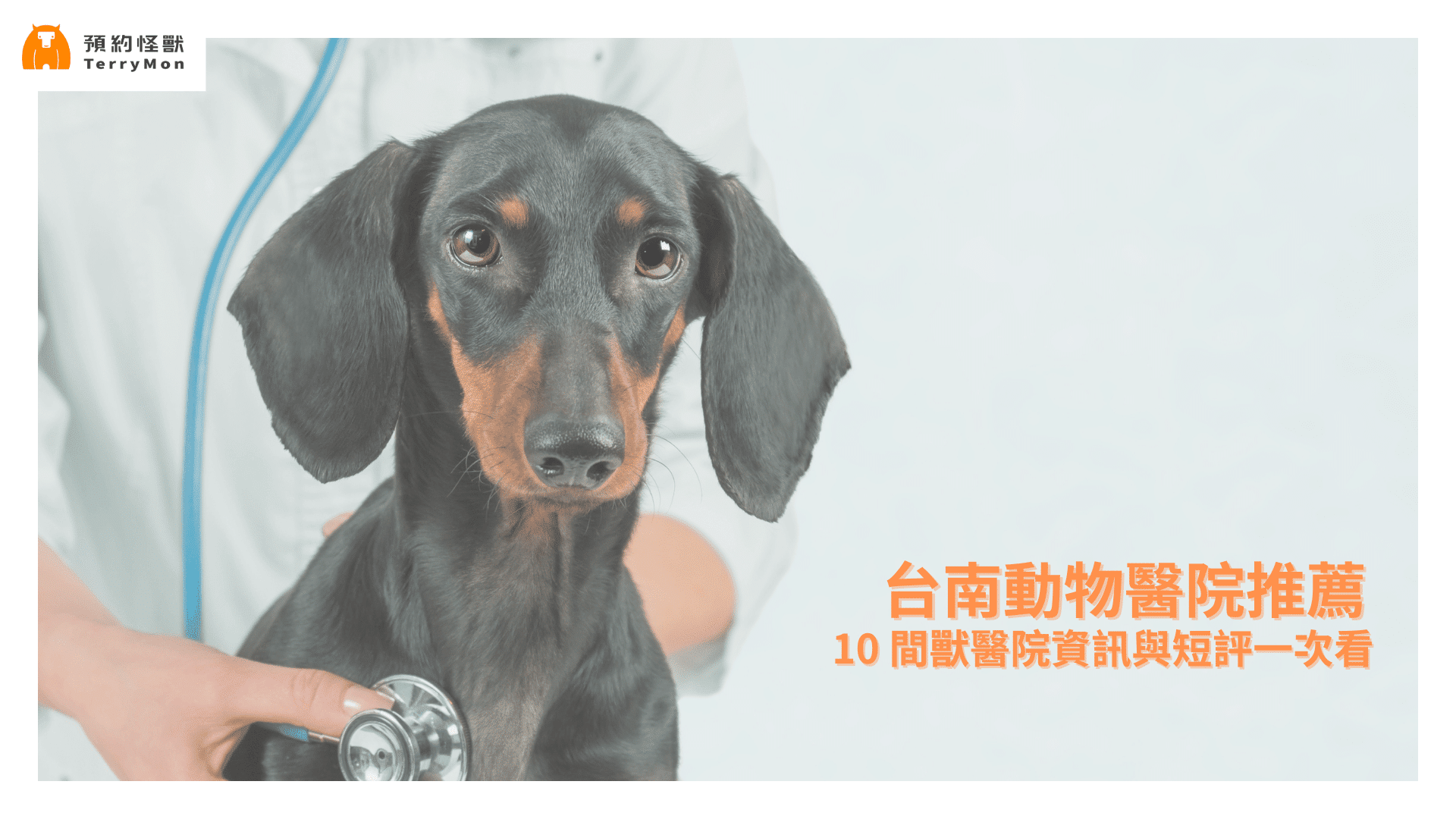 台南動物醫院推薦！10 間獸醫院資訊與短評一次看
