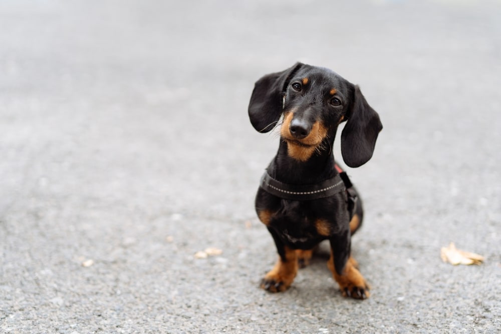 臘腸犬好養嗎？一次掌握臘腸犬的品種差異與飼養重點！